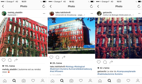 The Instagram-“star”: the IBMC and its autumnal adornment are quite successful on social networks.