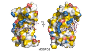 Crystallographic structure illustrating phosphorylation-dependent interaction between two protein contacts.